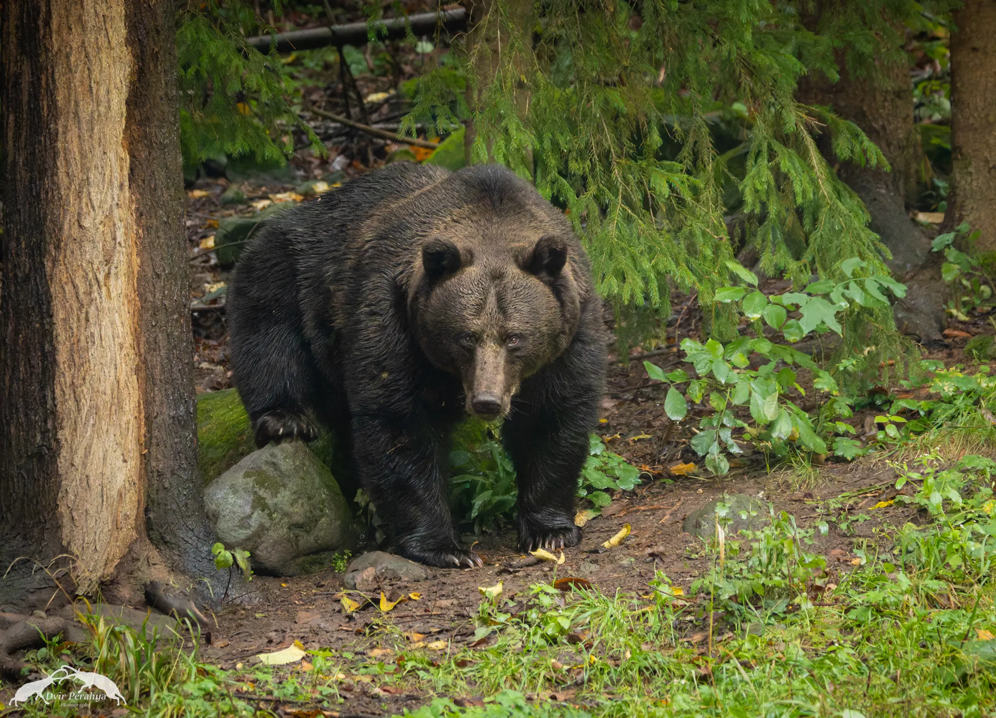 A Nubian Ibex standing on a cliff